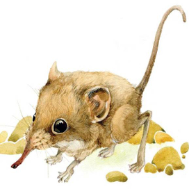 Слоновый прыгунчик