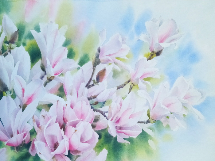 Магнолия в цвету