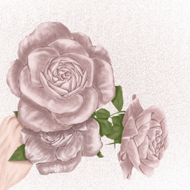 розы в руке