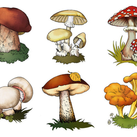Грибы