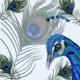 скейтч павлин-мавлин