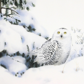 Сова-белянка