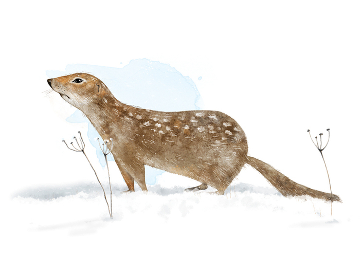 Любопытный евражка