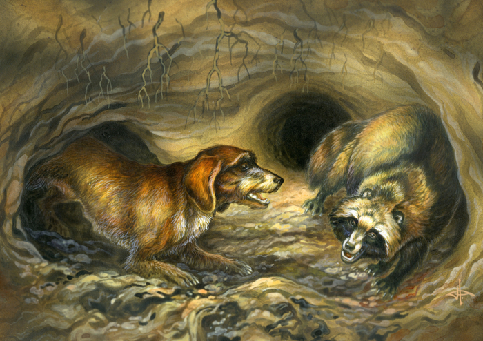 Жесткошерстная такса. По енотовидной собаке..