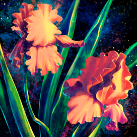 Красочные Ирисы