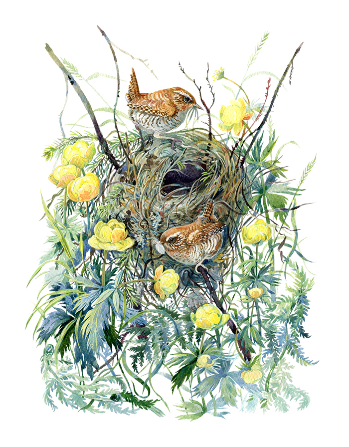 Крапивники