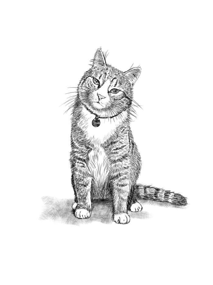 Иллюстрация для титула к сборнику рассказов "Кошкин город. Бродячие истории". Издательство Аквилегия-М