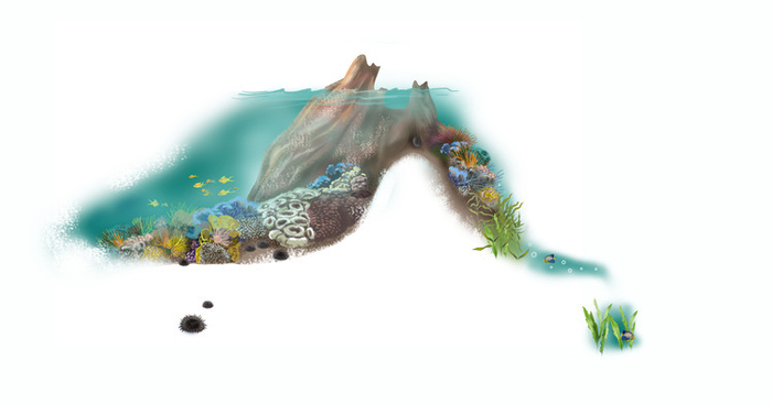 подводный мир