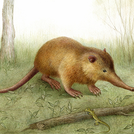 Щелезуб Афоня.