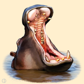 Иллюстрация для книги Брема «Жизнь животных» «Бегемот»