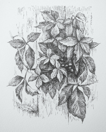 Дикий виноград