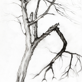 Сухая ветка