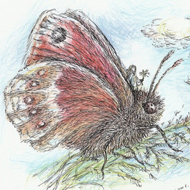 Бабочка сенница