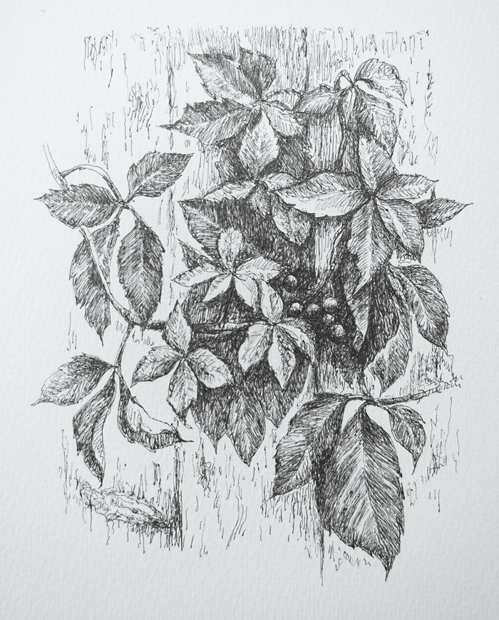 Дикий виноград