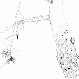 Сосна и воздух