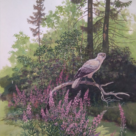 В. Зотов  "Рассказы о птицах" (лунь луговой)