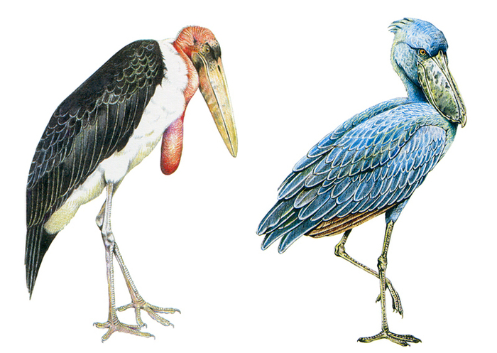 Марабу; Китоглав