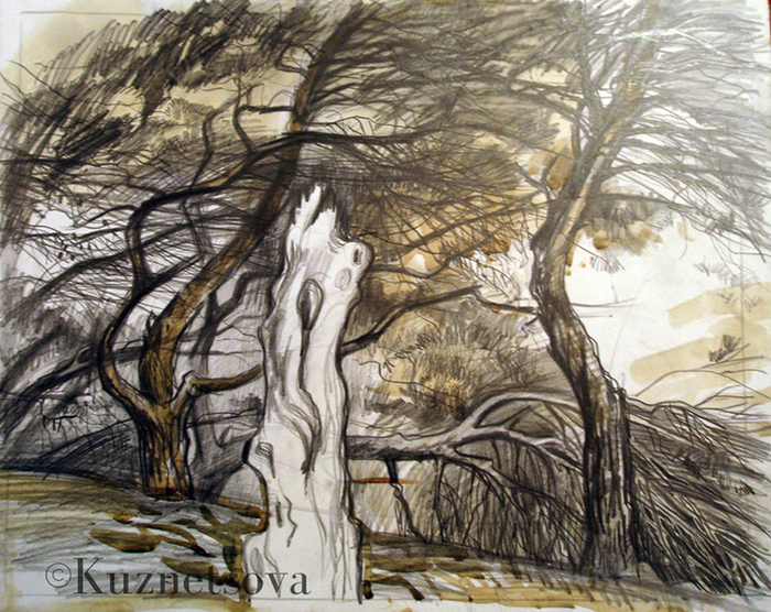 Крымские сосны