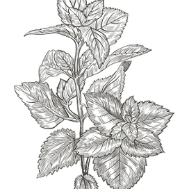 Иллюстрации растений для косметических средств