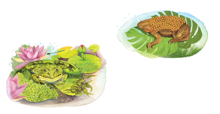 лягушка и суринамская пипа