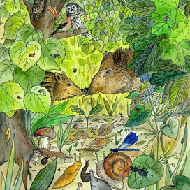 О чем хрюкает кабан?