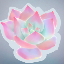 Суккуленты