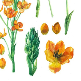 орнитогалум оранжевый 