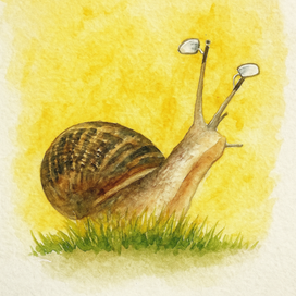 snail