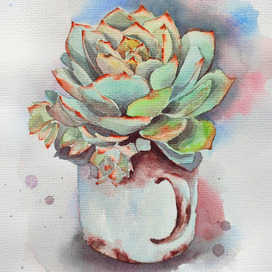 Суккулент в железной кружке