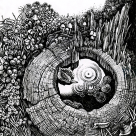 лесной колодец