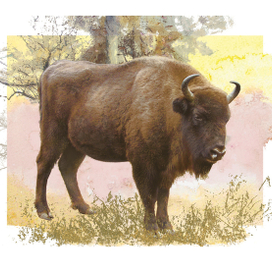 Зубр, заставка