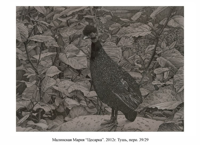 Цесарка. В горошек.