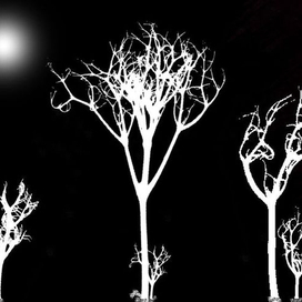 силуэт леса