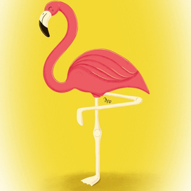 Flamingo in Procreate