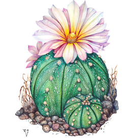 Кактус Астрофитум астериас