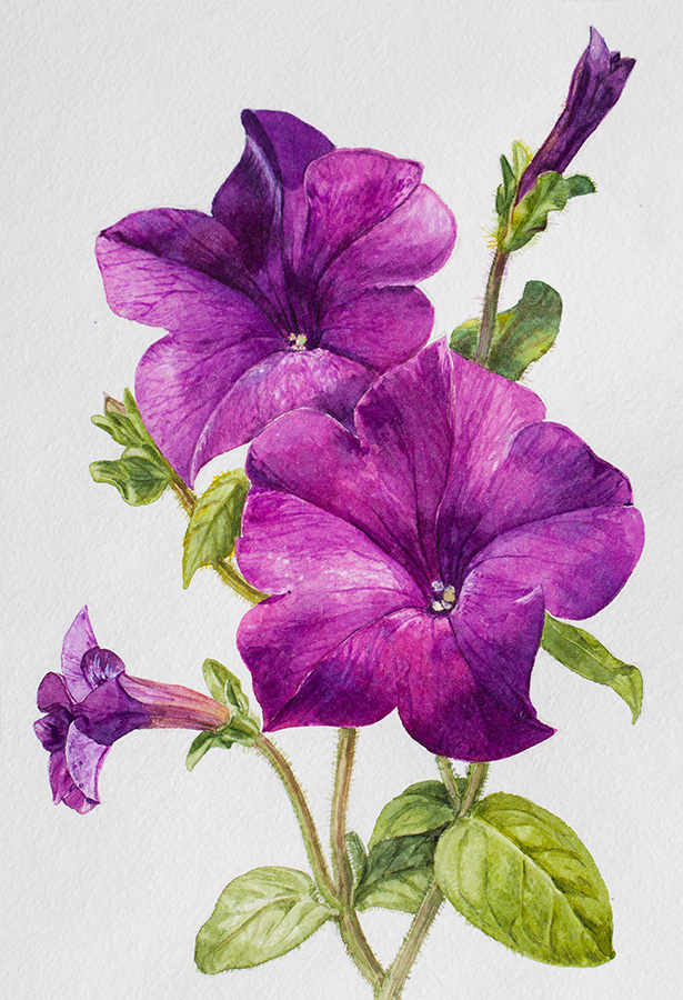 Петуния под солнышком