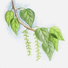 Тополиная рубашка