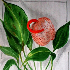 Цветущий антуриум