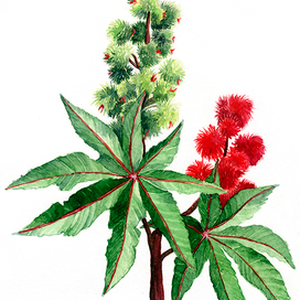 Castor plant