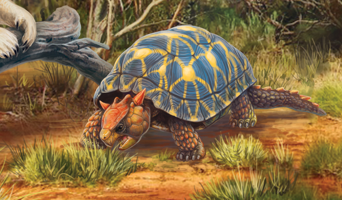 Большая черепаха