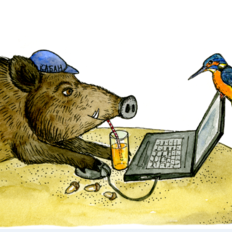 Кабан на "удаленке" (лето)