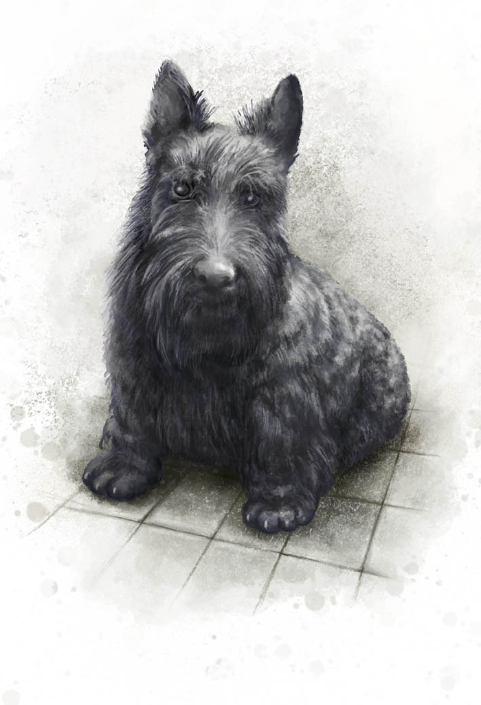 ScottishTerrier