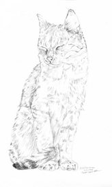 Котик... желание покоя...