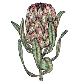 Protea poster, print