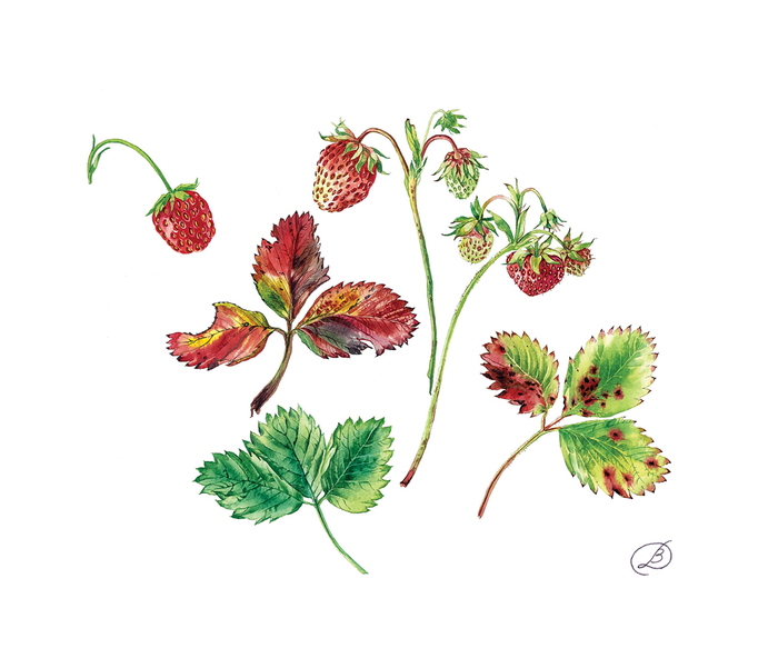 Лесная клубника