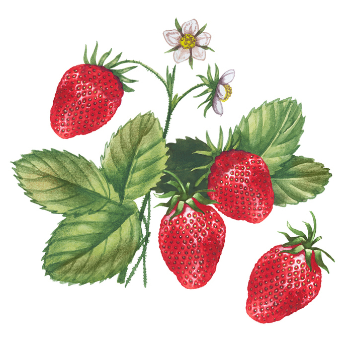 Энциклопедия для девочек