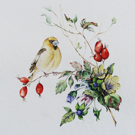 Дубонос, шиповник и белладонна