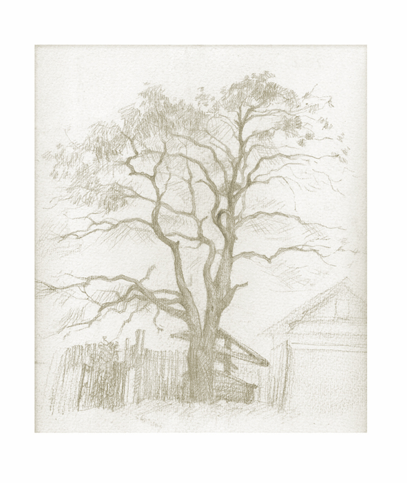 зарисовка дерева