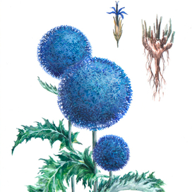 "Душа шамана". Мордовник широколистный