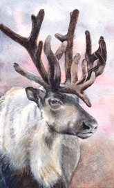 Северный Олень